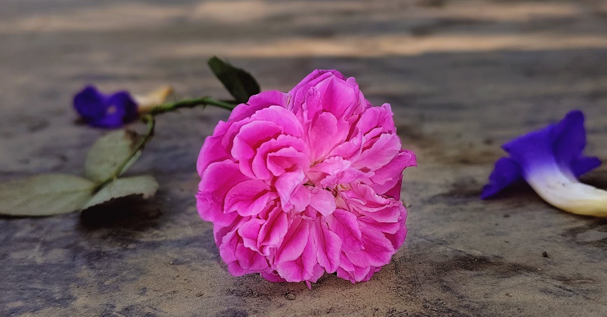 Florists in Denver CO